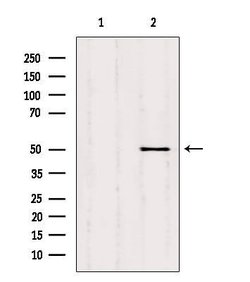 Invitrogen SQRDL Polyclonal Antibody 100 &mu;L; Unconjugated:Antibodies,