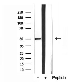 Invitrogen SQRDL Polyclonal Antibody 100 &mu;L; Unconjugated:Antibodies,
