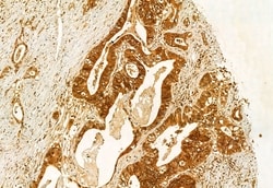 Invitrogen AdoHcyase 2 Polyclonal Antibody 100 &mu;L; Unconjugated:Antibodies,