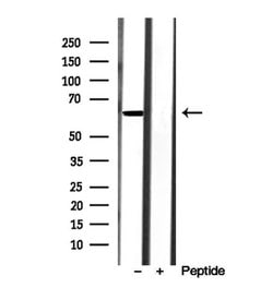Invitrogen AdoHcyase 2 Polyclonal Antibody 100 &mu;L; Unconjugated:Antibodies,