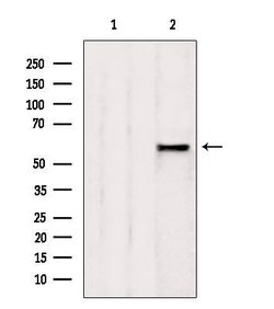 Invitrogen AdoHcyase 2 Polyclonal Antibody 100 &mu;L; Unconjugated:Antibodies,