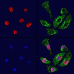 Invitrogen BRD7 Polyclonal Antibody 100 &mu;L; Unconjugated:Antibodies,