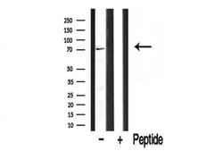 Invitrogen BRD7 Polyclonal Antibody 100 &mu;L; Unconjugated:Antibodies,