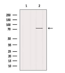 Invitrogen BRD7 Polyclonal Antibody 100 &mu;L; Unconjugated:Antibodies,