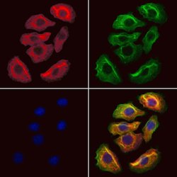 Invitrogen HMGCS1 Polyclonal Antibody 100 &mu;L; Unconjugated:Antibodies,