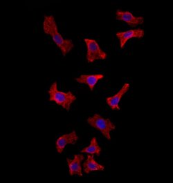 Invitrogen HMGCS1 Polyclonal Antibody 100 &mu;L; Unconjugated:Antibodies,