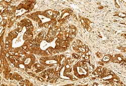 Invitrogen HMGCS1 Polyclonal Antibody 100 &mu;L; Unconjugated:Antibodies,