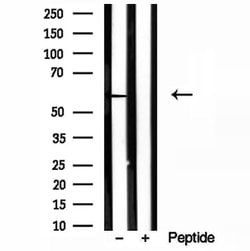 Invitrogen HMGCS1 Polyclonal Antibody 100 &mu;L; Unconjugated:Antibodies,