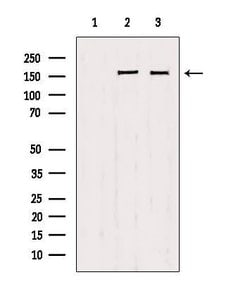Invitrogen PPFIA1 Polyclonal Antibody 100 &mu;L | Buy Online | Invitrogen&trade; | Fisher Scientific