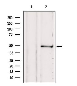 Invitrogen SUCLA2 Polyclonal Antibody 100 &mu;L | Buy Online | Invitrogen&trade; | Fisher Scientific