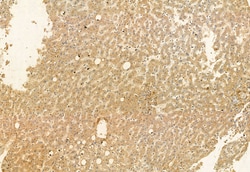 Invitrogen VG5Q Polyclonal Antibody 100 &mu;L; Unconjugated:Antibodies,