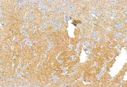 Invitrogen VG5Q Polyclonal Antibody 100 &mu;L; Unconjugated:Antibodies,