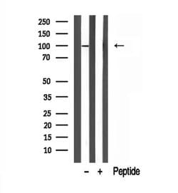 Invitrogen VG5Q Polyclonal Antibody 100 &mu;L; Unconjugated:Antibodies,