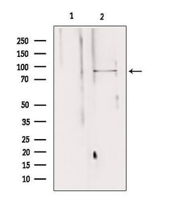 Invitrogen VG5Q Polyclonal Antibody 100 &mu;L; Unconjugated:Antibodies,