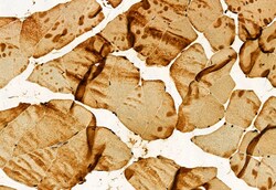 GFER Polyclonal Antibody:Antibodies, Polyclonal