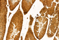 GFER Polyclonal Antibody:Antibodies, Polyclonal
