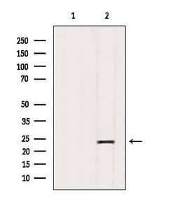 GFER Polyclonal Antibody:Antibodies, Polyclonal