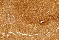 Invitrogen KMO Polyclonal Antibody 100 &mu;L; Unconjugated:Antibodies,