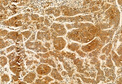 Invitrogen KMO Polyclonal Antibody 100 &mu;L; Unconjugated:Antibodies,