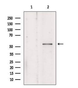 Invitrogen KMO Polyclonal Antibody 100 &mu;L; Unconjugated:Antibodies,