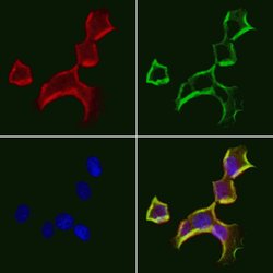Invitrogen LONP1 Polyclonal Antibody 100 &mu;L; Unconjugated:Antibodies,