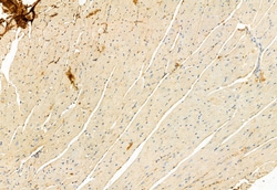 Invitrogen LONP1 Polyclonal Antibody 100 &mu;L; Unconjugated:Antibodies,