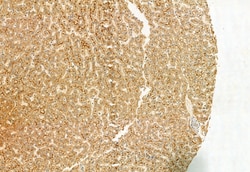 Invitrogen LONP1 Polyclonal Antibody 100 &mu;L; Unconjugated:Antibodies,