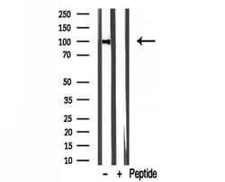 Invitrogen LONP1 Polyclonal Antibody 100 &mu;L; Unconjugated:Antibodies,