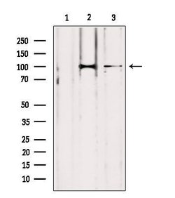 Invitrogen LONP1 Polyclonal Antibody 100 &mu;L; Unconjugated:Antibodies,