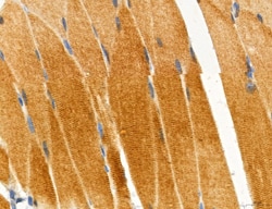 Invitrogen MPV17 Polyclonal Antibody 100 &mu;L; Unconjugated:Antibodies,
