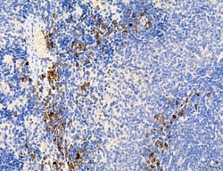 Invitrogen MPV17 Polyclonal Antibody 100 &mu;L; Unconjugated:Antibodies,