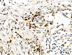 Invitrogen MPV17 Polyclonal Antibody 100 &mu;L; Unconjugated:Antibodies,