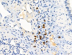 Invitrogen MPV17 Polyclonal Antibody 100 &mu;L; Unconjugated:Antibodies,