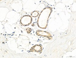 Invitrogen MPV17 Polyclonal Antibody 100 &mu;L; Unconjugated:Antibodies,