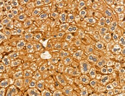 Invitrogen MPV17 Polyclonal Antibody 100 &mu;L; Unconjugated:Antibodies,