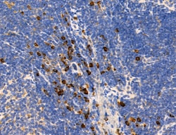 Invitrogen MPV17 Polyclonal Antibody 100 &mu;L; Unconjugated:Antibodies,