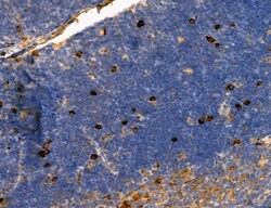 Invitrogen MPV17 Polyclonal Antibody 100 &mu;L; Unconjugated:Antibodies,