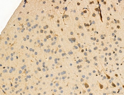 Invitrogen MPV17 Polyclonal Antibody 100 &mu;L; Unconjugated:Antibodies,