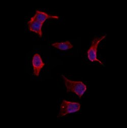 Invitrogen MYH7 Polyclonal Antibody 100 &mu;L; Unconjugated:Antibodies,