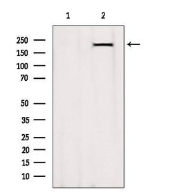 Invitrogen MYH7 Polyclonal Antibody 100 &mu;L; Unconjugated:Antibodies,