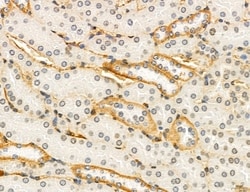 Invitrogen NEU4 Polyclonal Antibody 100 &mu;L; Unconjugated:Antibodies,