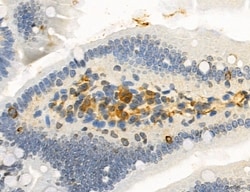 Invitrogen NEU4 Polyclonal Antibody 100 &mu;L; Unconjugated:Antibodies,