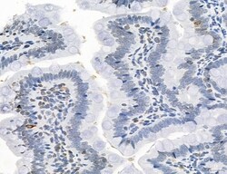 Invitrogen NEU4 Polyclonal Antibody 100 &mu;L; Unconjugated:Antibodies,