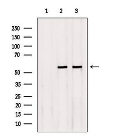 Invitrogen NEU4 Polyclonal Antibody 100 &mu;L; Unconjugated:Antibodies,