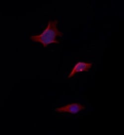 NLRX1 Polyclonal Antibody:Antibodies, Polyclonal