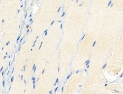 NLRX1 Polyclonal Antibody:Antibodies, Polyclonal
