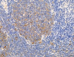 NLRX1 Polyclonal Antibody:Antibodies, Polyclonal