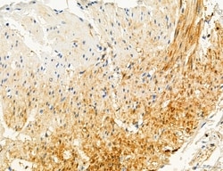 NLRX1 Polyclonal Antibody:Antibodies, Polyclonal