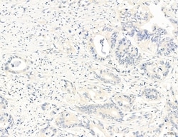 NLRX1 Polyclonal Antibody:Antibodies, Polyclonal