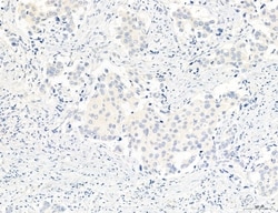 NLRX1 Polyclonal Antibody:Antibodies, Polyclonal